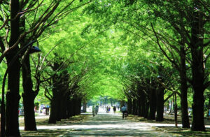 光が丘公園のいちょう並木 練馬区光が丘公園のいちょう並木の風景