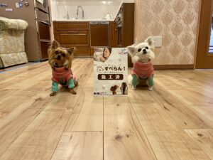 犬のフローリング滑り止めコーティング施工事例1