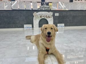 ショールームで愛犬と一緒に体験する様子3