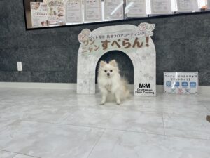 ショールームで愛犬と一緒に体験する様子1