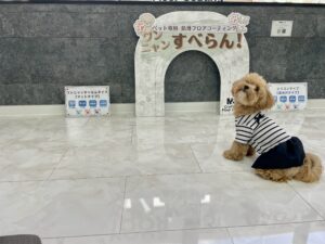 ショールームで愛犬と一緒に体験する様子4