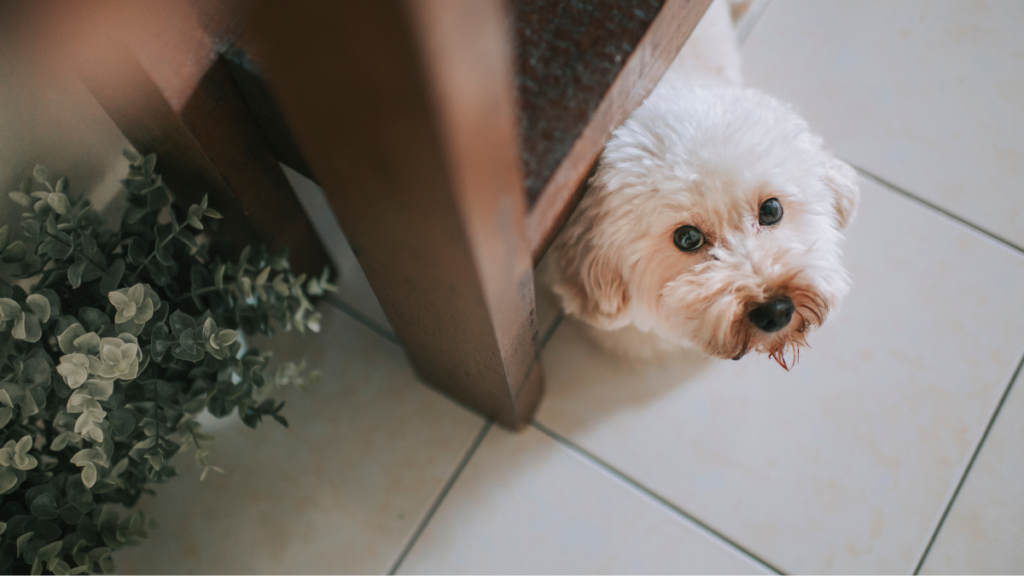 犬用フロアコーティングの効果とは